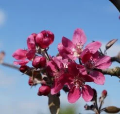 Rotfleischiger Apfel Malus Domestica -GartenZauber Verkäufe Bl te Rotfleischiger Apfel