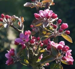 Baya® Marisa - Rotfleischig Malus Domestica -GartenZauber Verkäufe Bl te Rotfleischiger S ulenapfel 2