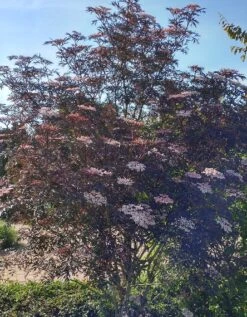 Holunder Black Lace ® Sambucus Nigra `Black Lace´ 13 Holunder Black Lace ® Sambucus Nigra `Black Lace´ -GartenZauber Verkäufe Blace Lace Strauch