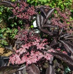 Rotblättriger Holunder `Black Beauty´ Sambucus Nigra `Black Beauty´ -GartenZauber Verkäufe Black Beauty1