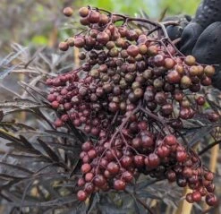 Holunder Black Lace ® Sambucus Nigra `Black Lace´ 11 Holunder Black Lace ® Sambucus Nigra `Black Lace´ -GartenZauber Verkäufe Black Lace Furcht