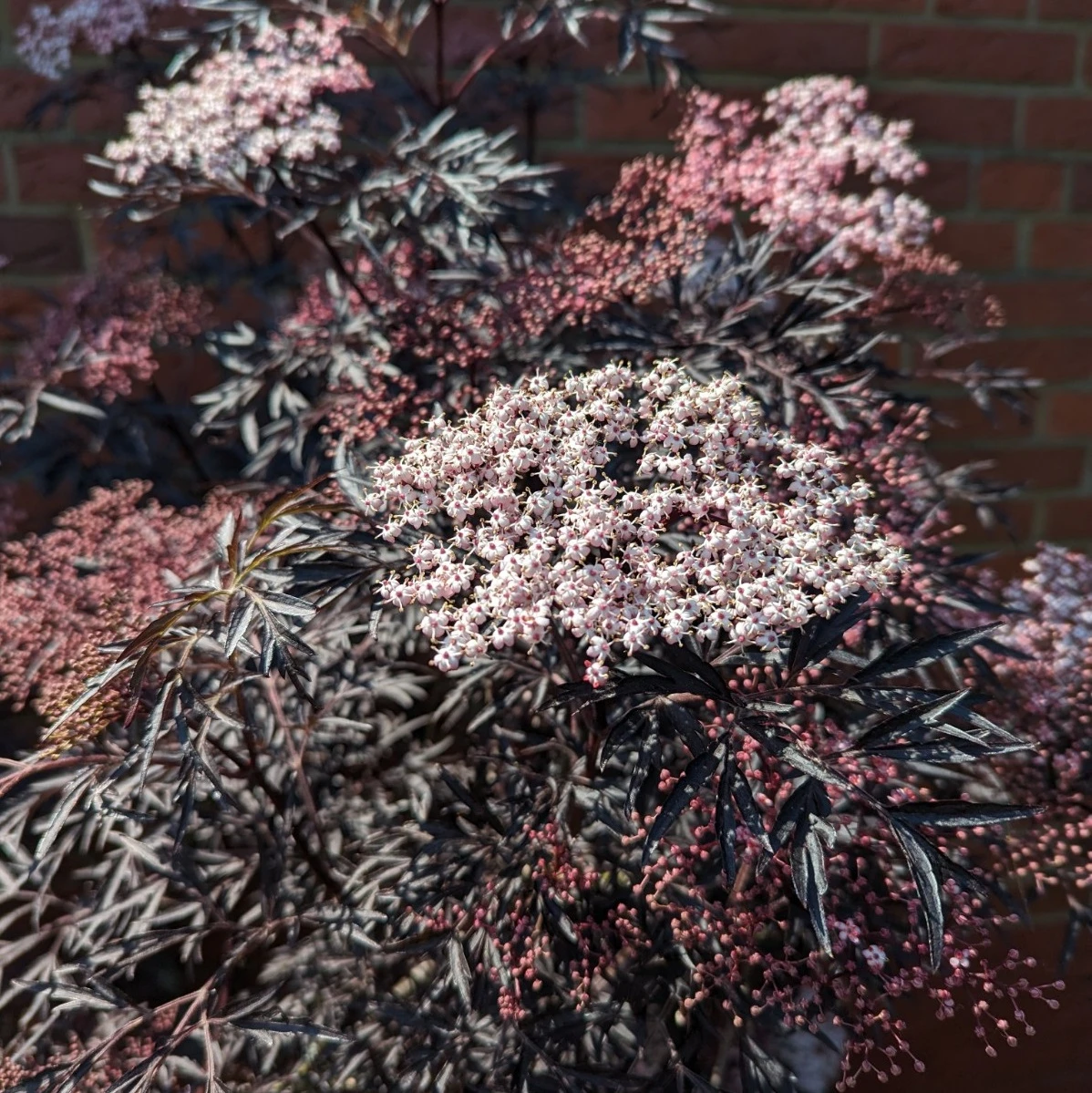 Holunder Black Lace ® Sambucus Nigra `Black Lace´ 3 Holunder Black Lace ® Sambucus Nigra `Black Lace´