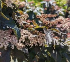 Holunder-Säule Black Tower (R) Sambucus Nigra `Black Tower´ -GartenZauber Verkäufe Black Tower1