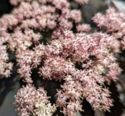 Holunder-Säule Black Tower (R) Sambucus Nigra `Black Tower´ -GartenZauber Verkäufe Black tower2