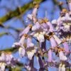 Blauglockenbaum / Kiri-Baum Paulownia Tomentosa -GartenZauber Verkäufe Blauglockenbaum
