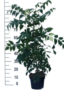 Blauschote / Blaugurkenbaum Decaisnea Fargesii -GartenZauber Verkäufe Blauschote Decaisnea weiss