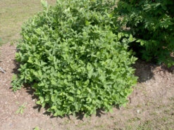 Sibirische Blaubeere "Blue Velvet" Lonicera Kamtschatica `Blue Velvet´ -GartenZauber Verkäufe Blue Velvet Kordes Jungpflanzen