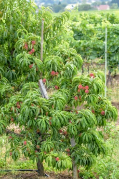 Zwergpfirsich `Bonanza´ Prunus Persica 8 Zwergpfirsich `Bonanza´ Prunus Persica -GartenZauber Verkäufe Bonanza