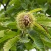 Esskastanie `Bouche De Betizac´ 150-175cm Castanea Sativa `Bouche De Betizac´ -GartenZauber Verkäufe Bouche de Betizac