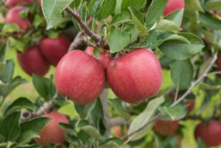 Braeburn Malus Domestica -GartenZauber Verkäufe Braeburn 2