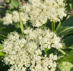 Amerikanischer Schneeball `Brandywine´ Viburnum Nudum `Brandywine´ 11 Amerikanischer Schneeball `Brandywine´ Viburnum Nudum `Brandywine´ -GartenZauber Verkäufe Brandywine bl te