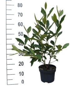 Amerikanischer Schneeball `Brandywine´ Viburnum Nudum `Brandywine´ 12 Amerikanischer Schneeball `Brandywine´ Viburnum Nudum `Brandywine´ -GartenZauber Verkäufe Brandywine weiss