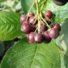 Aronia - Rote Apfelbeere `Brillant´ Aronia Arbutifolia `Brillant´