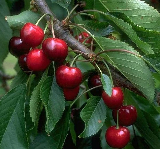 Burlat Prunus Avium `Burlat´ 3 Burlat Prunus Avium `Burlat´