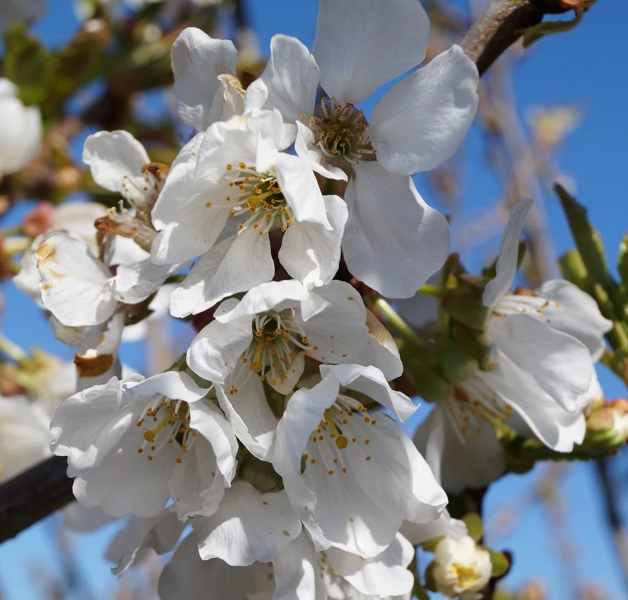 Burlat Prunus Avium `Burlat´ 4 Burlat Prunus Avium `Burlat´ – Bild 2