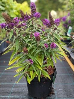 Schmetterlingsflieder Butterfly Candy® (versch. Farben) Buddleja Davidii -GartenZauber Verkäufe Butterfly Candy