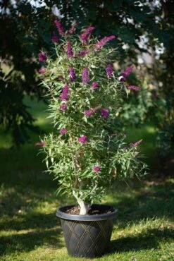 Säulen-Sommerflieder `Butterfly Tower´ Buddleja Davidii `Butterfly Tower´ -GartenZauber Verkäufe Butterfly Tower Kordes Jungpflanzen2