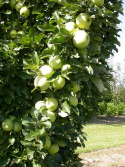 Zwergapfel `Cactus´ Malus Domestica `Cactus´ -GartenZauber Verkäufe Cactus 1