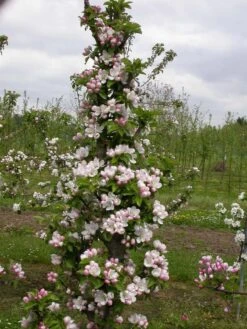 Zwergapfel `Cactus´ Malus Domestica `Cactus´ -GartenZauber Verkäufe Cactus2