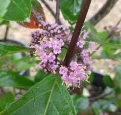 Schönfrucht, Liebesperlenstrauch Callicarpa Bodinieri `Profusion´ -GartenZauber Verkäufe Callicarpa Sch nfrucht Bl te