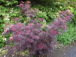 Holunder `Cherry Lace´ Sambucus Nigra `Cherry Lace´ -GartenZauber Verkäufe Cherry LAce3