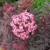 Holunder `Cherry Lace´ Sambucus Nigra `Cherry Lace´ -GartenZauber Verkäufe Cherry Lace