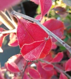 Chinesische Quitte / Holzquitte Pseudocydonia Sinensis 12 Chinesische Quitte / Holzquitte Pseudocydonia Sinensis -GartenZauber Verkäufe Chinesische Quitte Holzquitte Pseudocydonia