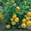 Nordische Zitrone, Zierquitte `Cido´ Chaenomeles Japonica `Cido´