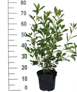 Zimterle - Clethra Clethra Alnifolia 9 Zimterle - Clethra Clethra Alnifolia -GartenZauber Verkäufe Clethra Ruby Spice