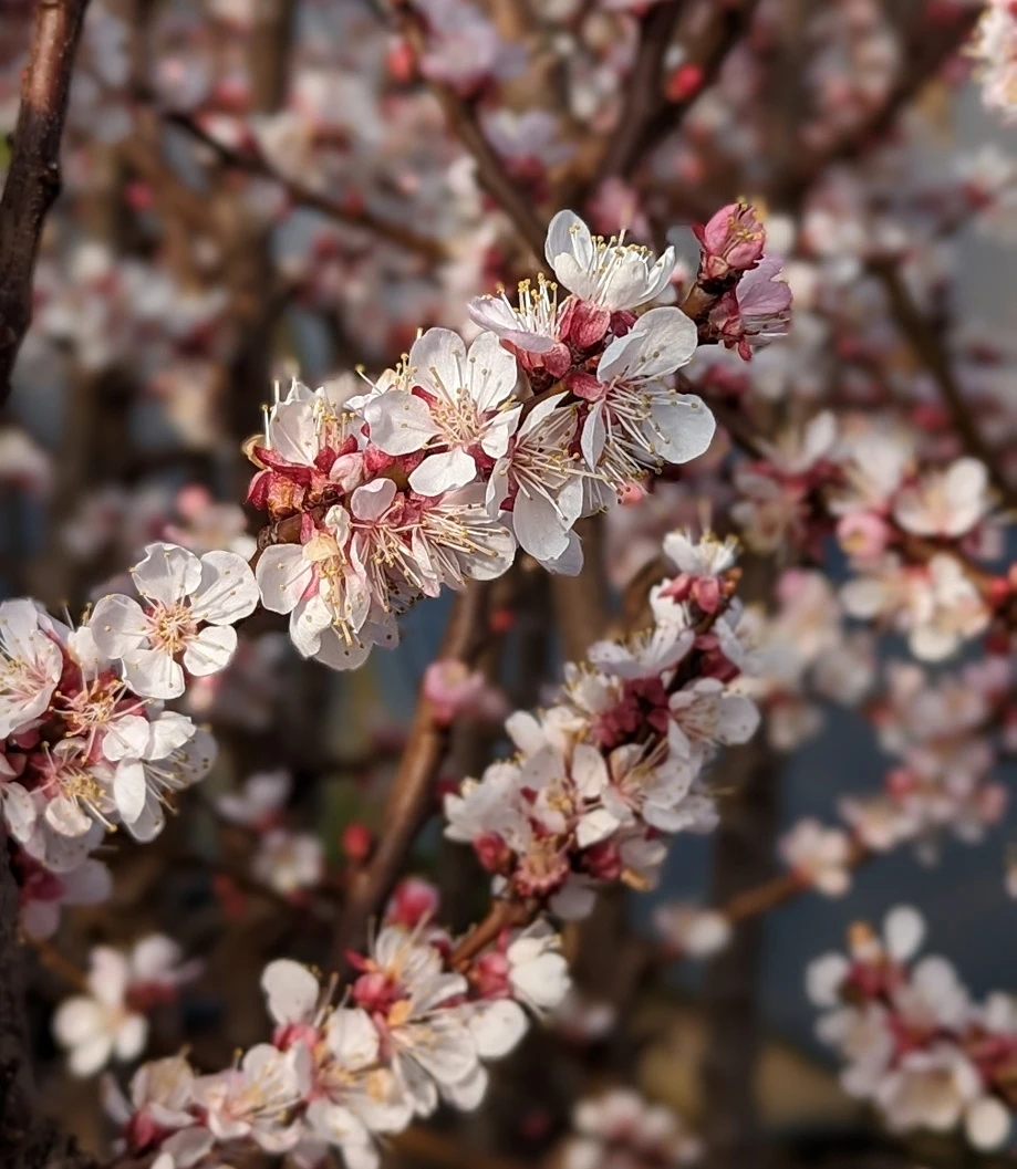 Kompakt Wachsende Aprikose `CompactaⓇ´ Prunus Armeniaca `Compacta´ 4 Kompakt Wachsende Aprikose `CompactaⓇ´ Prunus Armeniaca `Compacta´ – Bild 2