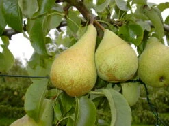 Condo Pyrus Communis `Condo´ -GartenZauber Verkäufe Condo 3