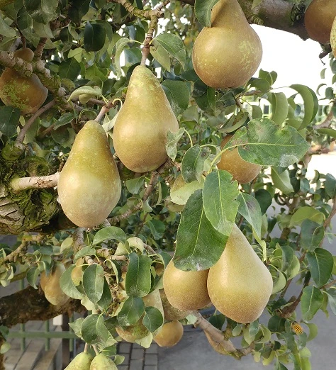 Conference Pyrus Communis `Conference 5 Conference Pyrus Communis `Conference – Bild 3