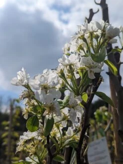 Conference Pyrus Communis `Conference 9 Conference Pyrus Communis `Conference -GartenZauber Verkäufe Conference Bl te