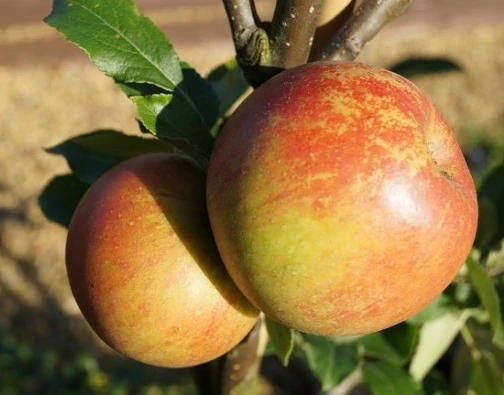 Cox Orangenrenette Malus Domestica 3 Cox Orangenrenette Malus Domestica