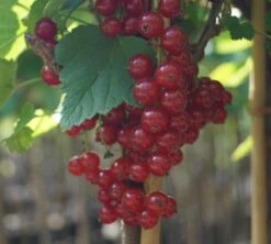 Rolan Ribes Rubrum `Rolan´ 9 Rolan Ribes Rubrum `Rolan´ -GartenZauber Verkäufe DSC01666