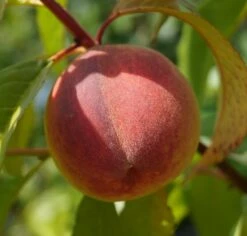 Pfirsich Red Haven Prunus Persica `Red Haven´ -GartenZauber Verkäufe DSC01689