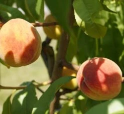 Pfirsich Red Haven Prunus Persica `Red Haven´ -GartenZauber Verkäufe DSC01694