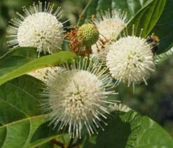 Knopfbusch Cephalanthus Occidentalis -GartenZauber Verkäufe DSC01733