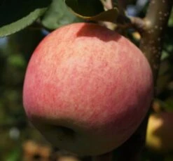 Piros ® Malus Domestica `Piros®´