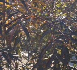 Holunder Black Lace ® Sambucus Nigra `Black Lace´ 14 Holunder Black Lace ® Sambucus Nigra `Black Lace´ -GartenZauber Verkäufe DSC01980