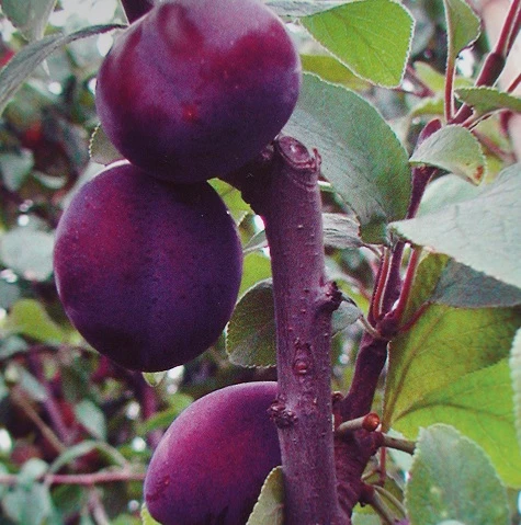 Säulenzwetsche `Top´ 150-175cm Prunus Domestica `Top´ 3 Säulenzwetsche `Top´ 150-175cm Prunus Domestica `Top´