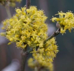 Großfrüchtige Kornelkirsche `Schönbrunner Gourmet Dirndl´ Cornus Mas `Schönbrunner Gourmetdirndl´ -GartenZauber Verkäufe DSC02022