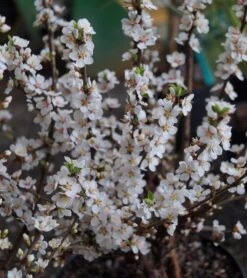 Nankingkirsche `Orient´ Prunus Tomentosa Orient -GartenZauber Verkäufe DSC02034