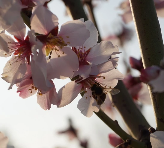 Dürkheimer Krachmandel Prunus Dulcis `Dürkheimer Krachmandel´ 6 Dürkheimer Krachmandel Prunus Dulcis `Dürkheimer Krachmandel´ – Bild 4
