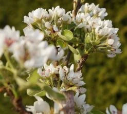 Säulenbirne `Condo´ Pyrus Communis `Condo´ -GartenZauber Verkäufe DSC02068