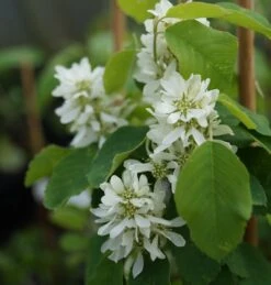 Saskatoon Berry Amelanchier Alnifolia `Saskatoon Berry´ -GartenZauber Verkäufe DSC02071