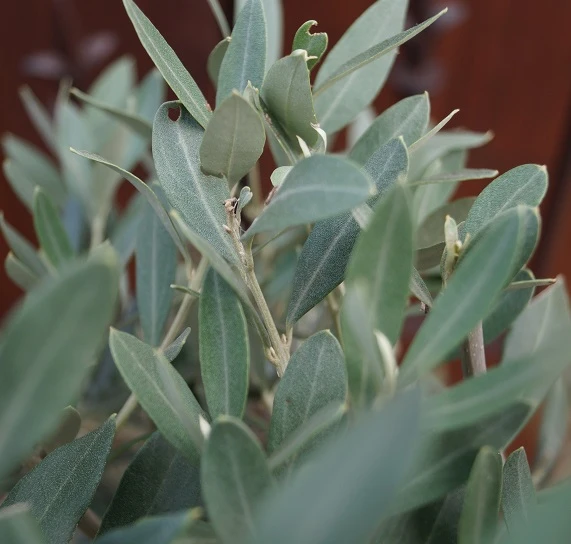 Olivenbaum - Stämmchen Olea Europaea 4 Olivenbaum - Stämmchen Olea Europaea – Bild 2