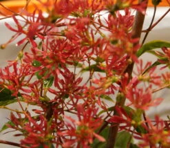 Sieben-Söhne-des-Himmels-Strauch Heptacodium Miconioides -GartenZauber Verkäufe DSC02842