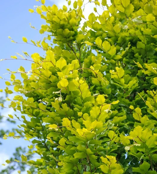 Säulen-Goldbuche `Dawyck Gold´ Fagus Sylvatica `Dawyck Gold´ 3 Säulen-Goldbuche `Dawyck Gold´ Fagus Sylvatica `Dawyck Gold´