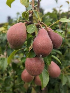 Säulenbirne `Decora´ Pyrus Communis `Decora´ -GartenZauber Verkäufe Decora 5